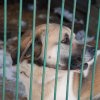 Akcja na rzecz Schroniska dla Bezdomnych Zwierząt w Orzechowcach