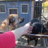 Finał akcji na rzecz Schroniska dla Bezdomnych Zwierząt z Orzechowiec