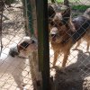 Finał akcji na rzecz Schroniska dla Bezdomnych Zwierząt z Orzechowiec