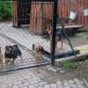 Finał akcji na rzecz Schroniska dla Bezdomnych Zwierząt z Orzechowiec