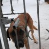 Do 20.04.2026 r. trwa akcja na rzecz Schroniska dla Bezdomnych Zwierząt z Orzechowiec