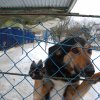 Do 20.04.2026 r. trwa akcja na rzecz Schroniska dla Bezdomnych Zwierząt z Orzechowiec