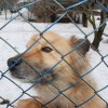 Do 20.04.2026 r. trwa akcja na rzecz Schroniska dla Bezdomnych Zwierząt z Orzechowiec