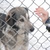 Do 20.04.2026 r. trwa akcja na rzecz Schroniska dla Bezdomnych Zwierząt z Orzechowiec