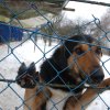 Do 20.04.2026 r. trwa akcja na rzecz Schroniska dla Bezdomnych Zwierząt z Orzechowiec