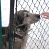 Do 20.04.2026 r. trwa akcja na rzecz Schroniska dla Bezdomnych Zwierząt z Orzechowiec