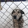 Do 20.04.2026 r. trwa akcja na rzecz Schroniska dla Bezdomnych Zwierząt z Orzechowiec